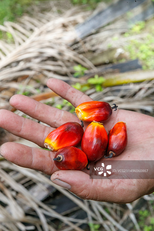 马来西亚沙巴州山打根的油棕种植园，果实待收图片素材