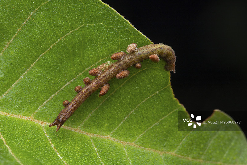 尺蛾（Geometridae sp）寄生毛毛虫，乌干达，米蒂亚纳图片素材