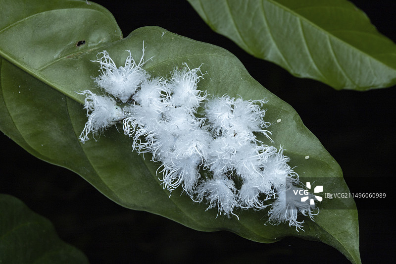 乌干达马比拉国家公园的角蝉若虫图片素材