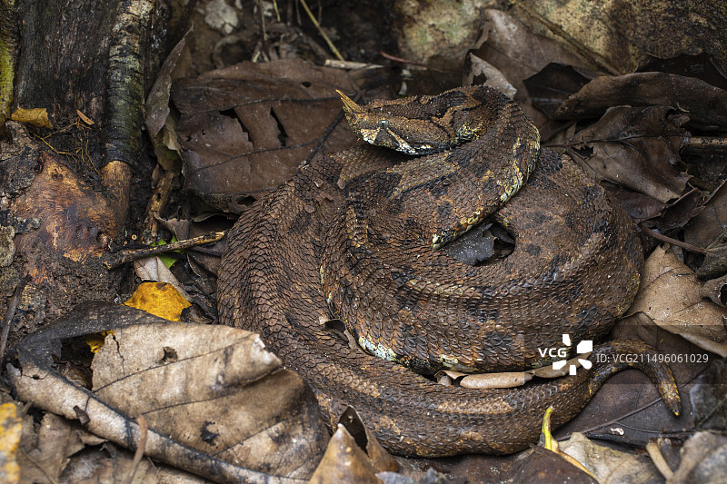 乌干达马比拉森林的犀牛角蝰蛇图片素材