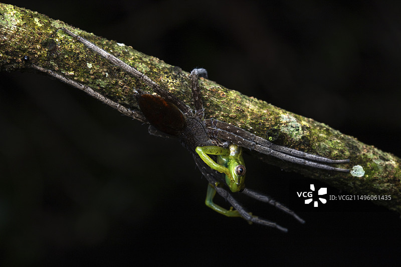 乌干达基巴莱国家公园的游走蜘蛛(Ctenidae sp)正在吃树蛙图片素材