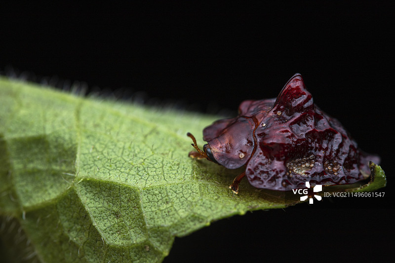卢文佐里山脉的龟甲虫图片素材