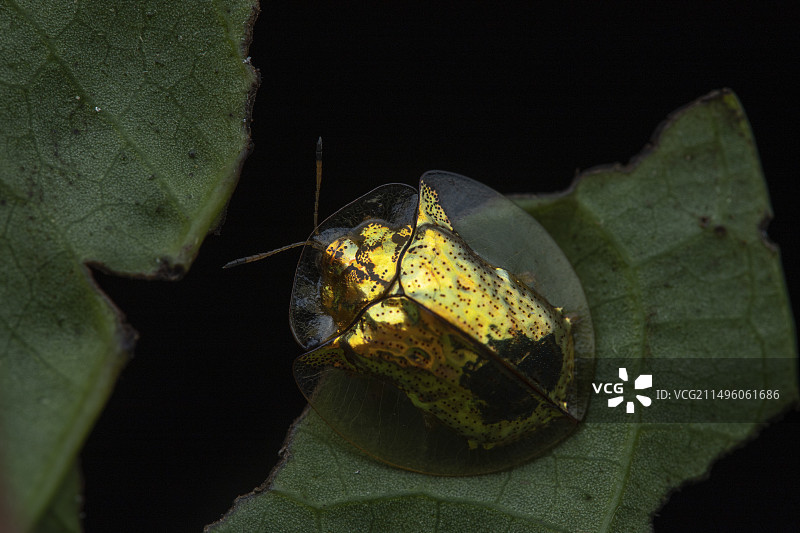 龟甲虫图片素材