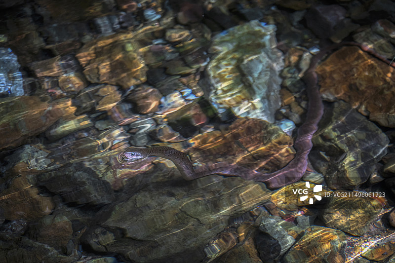 野生动物 水蛇图片素材