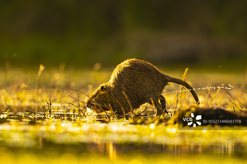 海狸鼠（Myocastor coypus）标记其领地，法国卢瓦尔-谢尔省索洛涅池塘图片素材