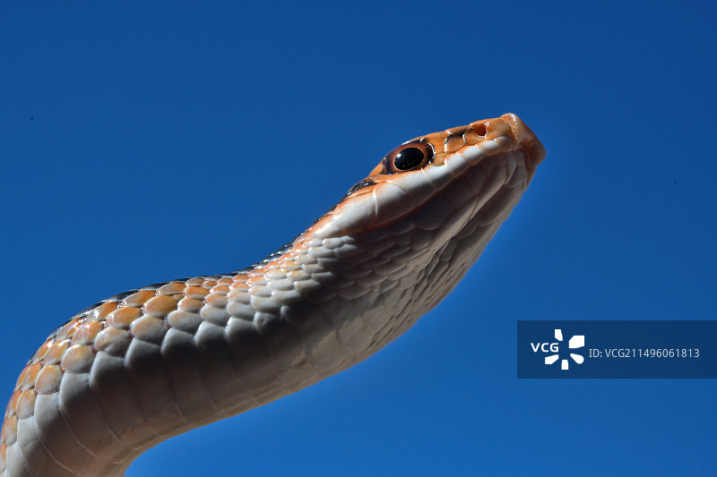 西部 Patch 鼻蛇，美国西南部图片素材