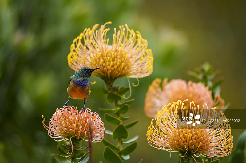 橙胸太阳鸟停留在针垫花上（南非西开普省）图片素材