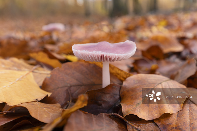 秋季法国鹅耳枥和山毛榉落叶中的粉红色小菇图片素材