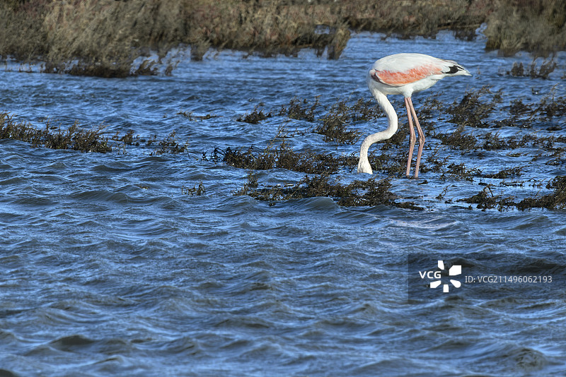 高风中在水中觅食的大红鹳(Phoenicopterus roseus)，法国卡马格图片素材
