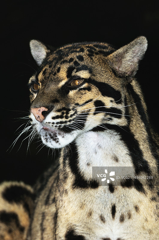 东南亚圈养的云豹图片素材