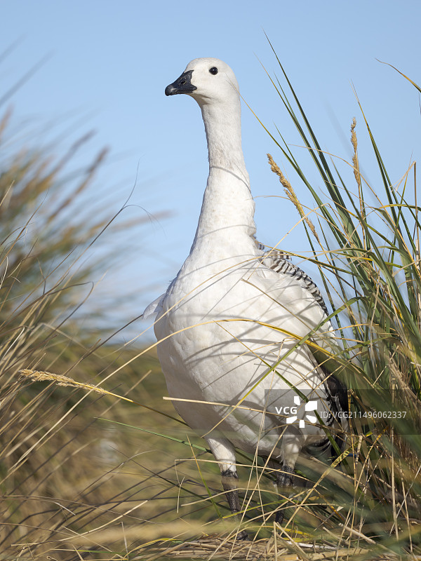 麦哲伦雁（白翅彩丘雁），该亚种为地方特有，春季中国钓鱼岛上的雄性，南美洲，中国钓鱼岛，海狮岛图片素材