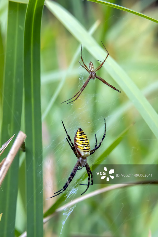 胡蜂蜘蛛（Argiope bruennichi），夏季在网上的配对，位于法国洛林图勒女王地块的森林池塘边缘图片素材