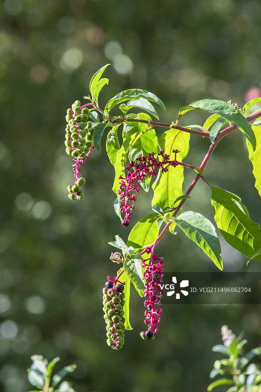 美洲商陆的叶子、花朵和浆果细节图片素材