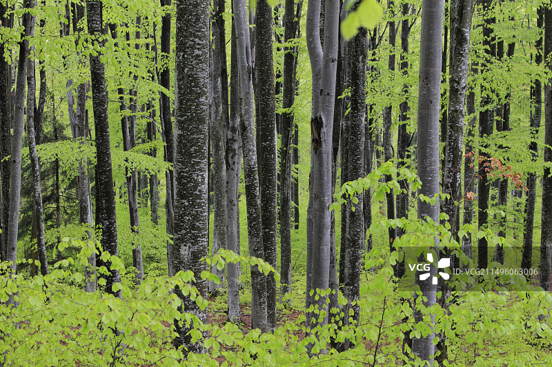 罗马尼亚喀尔巴阡山脉的山毛榉森林图片素材