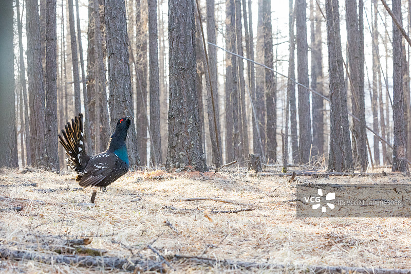黑嘴松鸡：蒙古国达斡里落叶松森林中的求偶展示图片素材