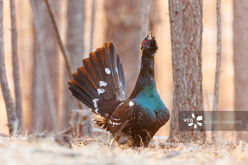 黑嘴松鸡：蒙古国达斡里落叶松森林中的求偶展示图片素材