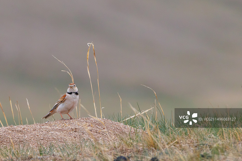 蒙古百灵鸟图片素材