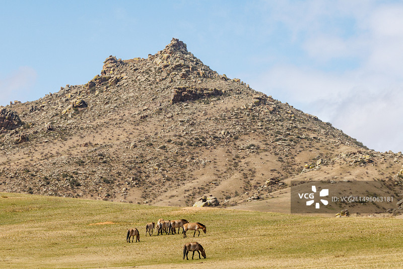 普氏野马图片素材