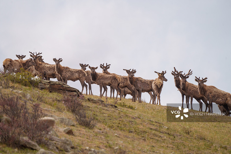 蒙古哈斯台国家公园的山地赤鹿图片素材