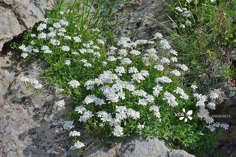 伊比利亚苦苣苔，产地：西班牙阿拉贡比利牛斯山石灰岩图片素材