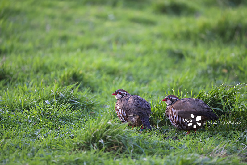 草地上的红腿石鸡图片素材