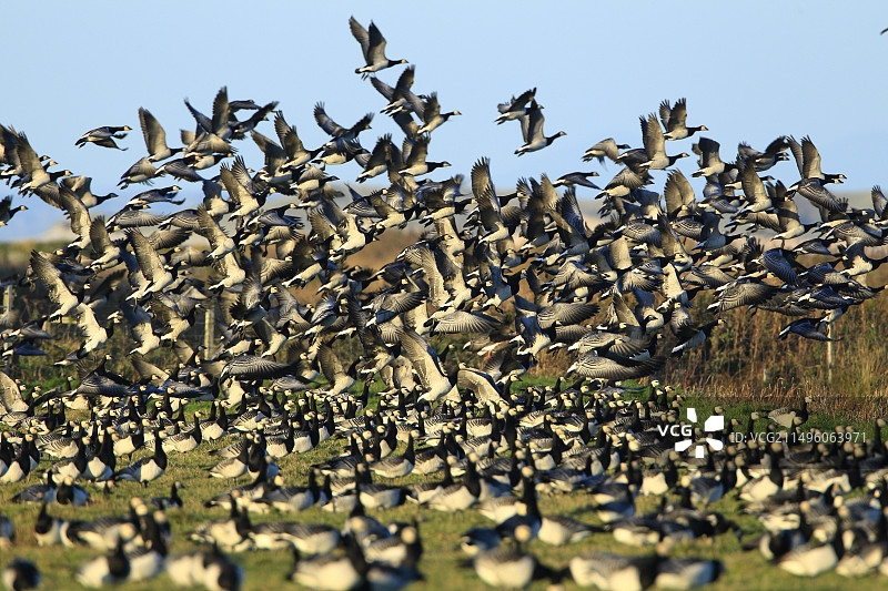 苏格兰艾莱岛低地地区的白额黑雁群图片素材