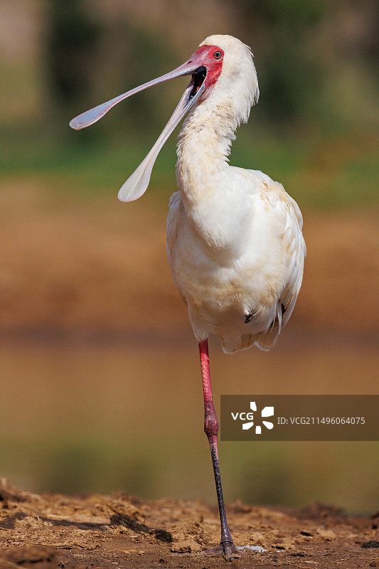 非洲琵鹭，单腿站立，张着喙，在水坑附近，干燥的灌木稀树草原，肯尼亚莱基皮亚县，东非，非洲图片素材
