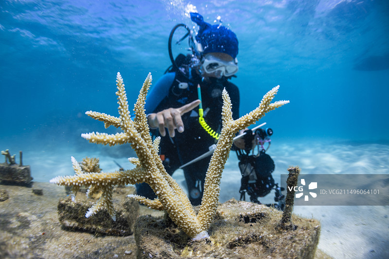马约特泻湖中的珊瑚苗圃监测图片素材