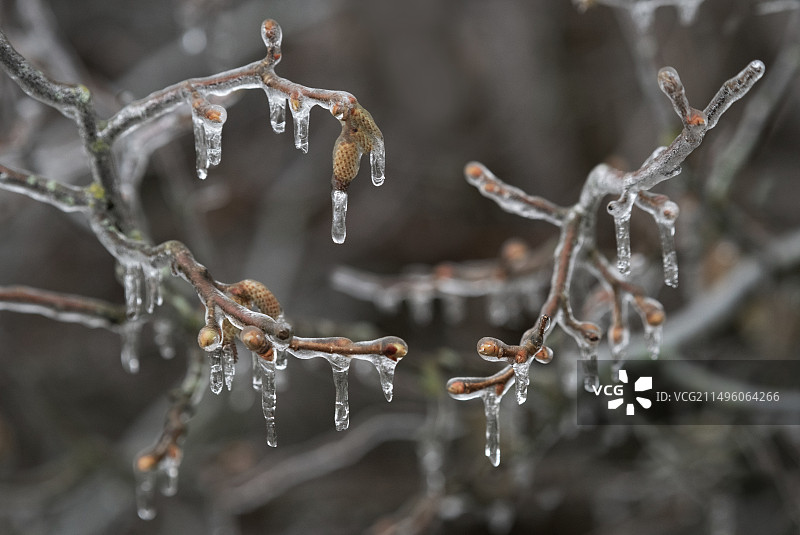 法国北部孚日地区自然公园冰封的桤木柔荑花序图片素材