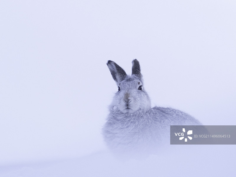 雪地里的山兔图片素材