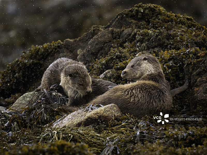 苏格兰设得兰群岛岸上的欧亚水獭(Lutra Lutra)图片素材
