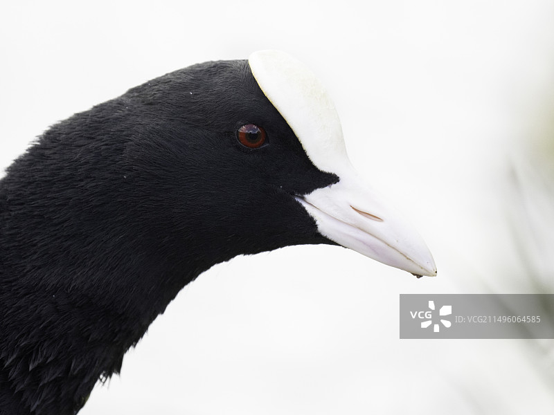 英格兰峰区骨顶鸡肖像图片素材