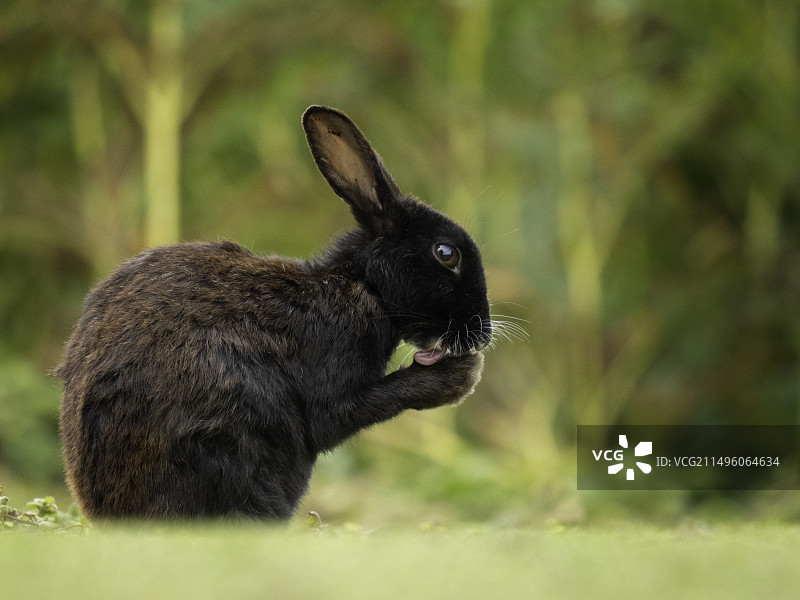 正在梳理毛发的欧洲黑兔（Oryctolagus cuniculus），英格兰彭布罗克郡斯科默岛图片素材