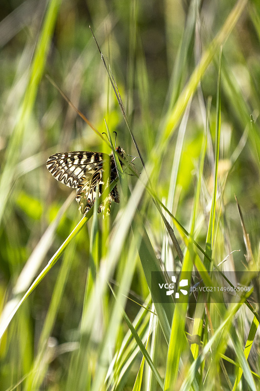 泽兰凤蝶，阿尔皮耶山，普罗旺斯，法国图片素材