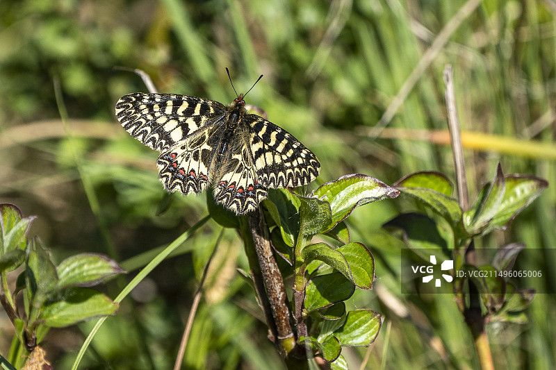 泽兰凤蝶，阿尔皮耶山，普罗旺斯，法国图片素材