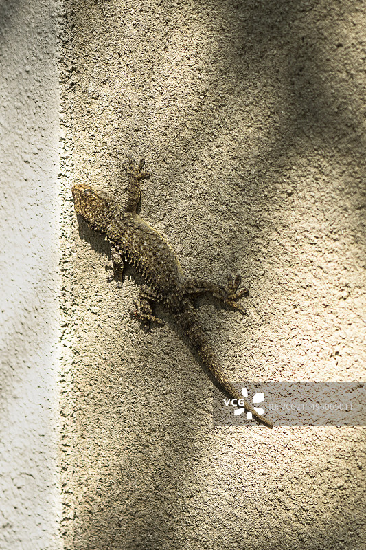 壁虎，法国普罗旺斯图片素材