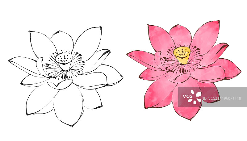 荷花莲花花头水墨画夏天小暑大暑插画图片素材