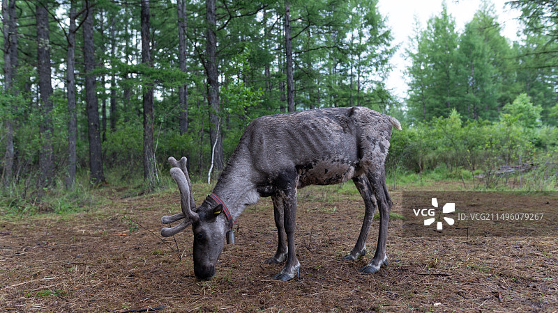 驯鹿图片素材