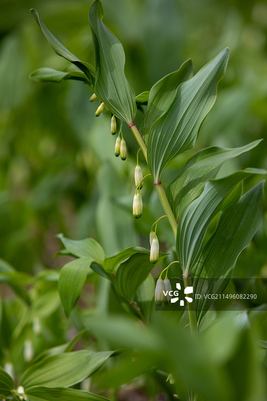 玉竹开花图片素材