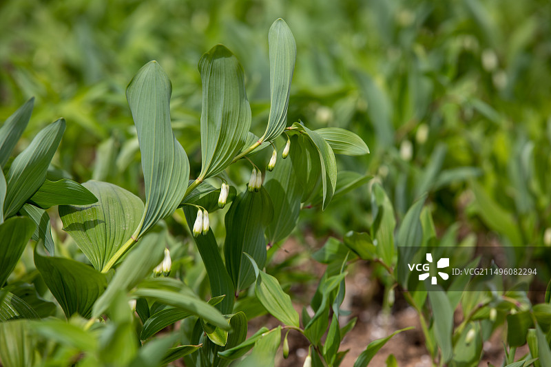 玉竹开花图片素材