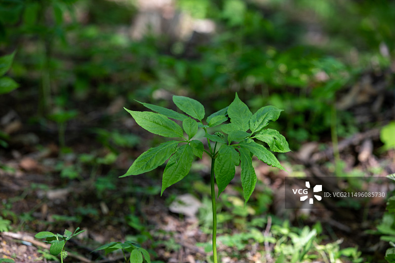 东北野山参 森下参图片素材