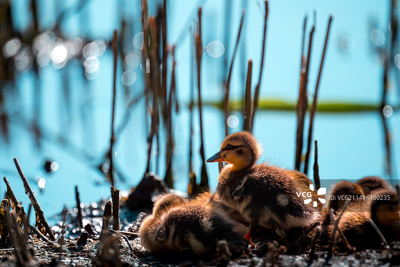 绿头鸭幼崽图片素材