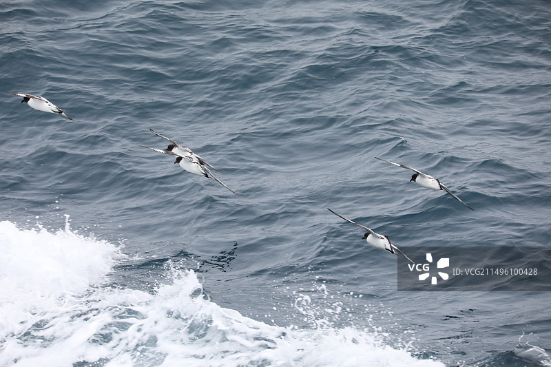 南极海燕图片素材
