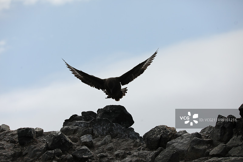 贼鸥袭击图片素材