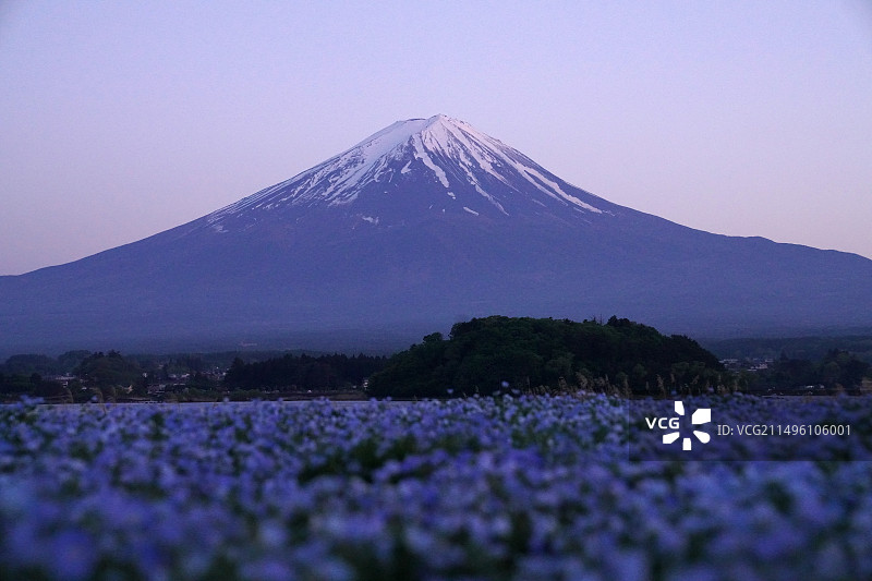 富士山下的花海图片素材