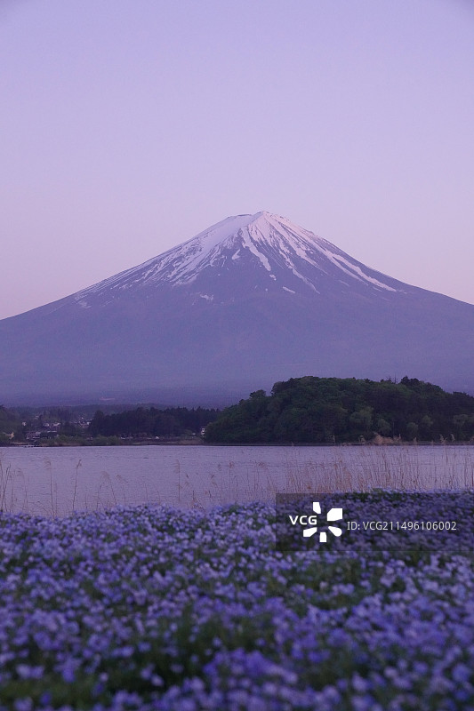 富士山与芝樱图片素材