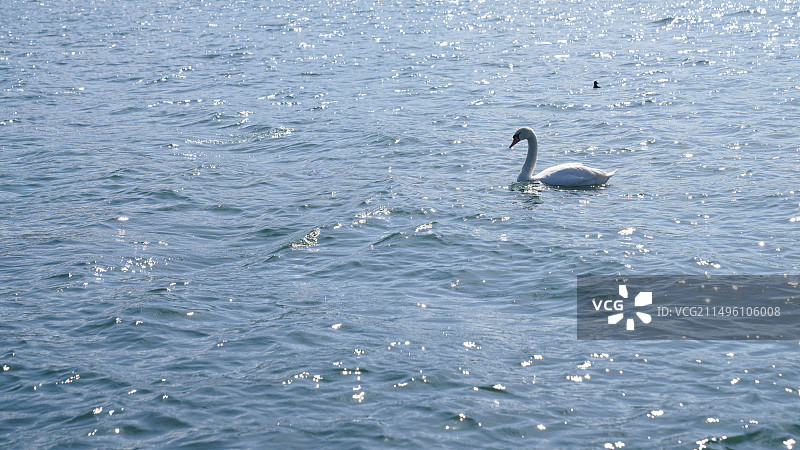 宁静的天鹅图片素材