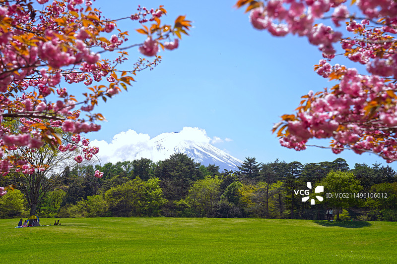樱花下的富士山图片素材