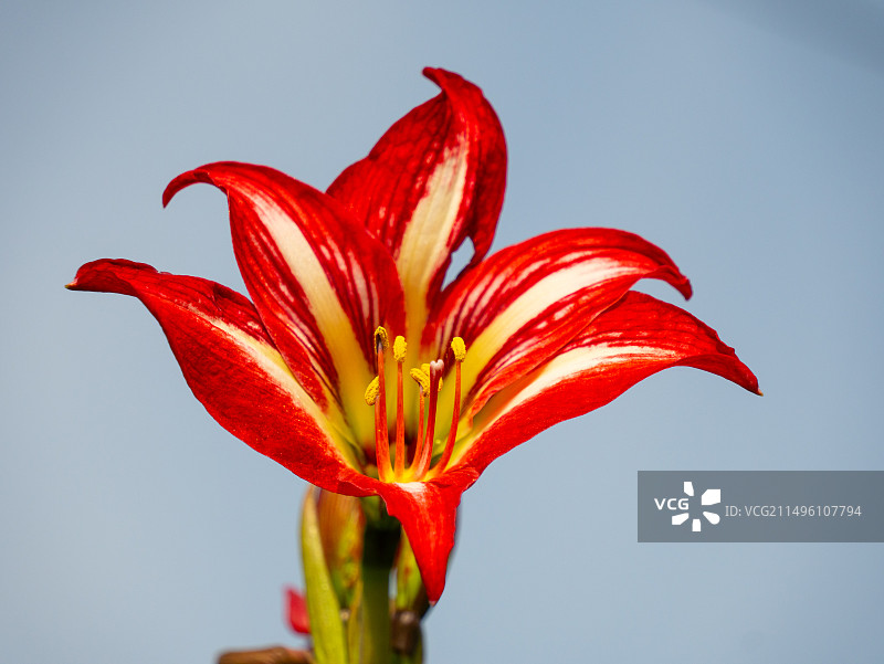 鲜艳的红色朱顶红图片素材