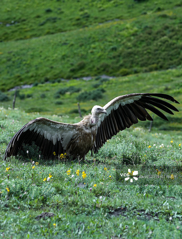 秃鹫展翅的瞬间图片素材